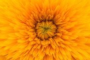 黄色微距菊花摄影图