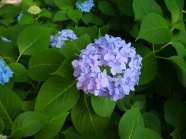 淡紫色绣球花摄影图片