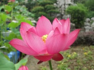粉红色荷花花朵图片