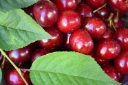夏季红色樱桃图片