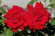 红色鲜玫瑰花图片