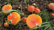 森林野生红蘑菇图片