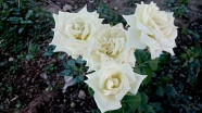 盛开白玫瑰图片