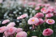 漂亮粉色雏菊图片