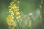 小清新油菜花图片