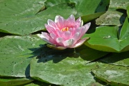 池塘粉色睡莲花朵图片
