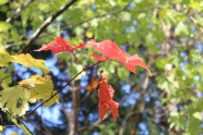 初秋红树叶摄影图片