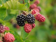 野生黑莓浆果图片
