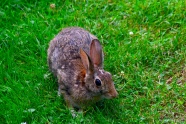 可爱灰色野兔子图片