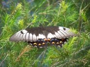 灌木丛燕尾蝶图片