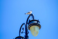 路灯上的海鸥图片