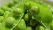 新鲜绿色豌豆特写图片