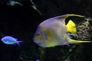海底黄色观赏鱼图片