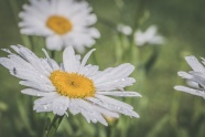 夏日小清新雏菊图片