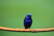 青色小鸟图片