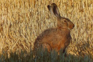 野兔子照片油画图片