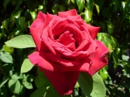 盛开红色玫瑰花朵图片
