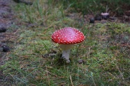 野生红色毒蘑菇图片