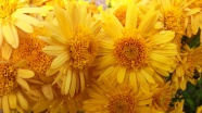 黄色花朵近景背景图片