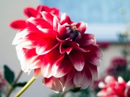 红菊花花朵摄影图片