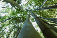 高清竹林风景摄影图