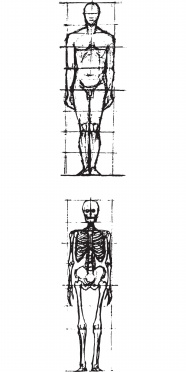 医学人体构造图片