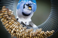 蓝白羽毛观赏鸟图片