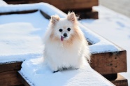 可爱白色博美犬图片