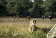 非洲大草原猎豹图片