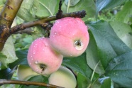 雨后成熟苹果图片