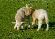 农牧场小羔羊图片