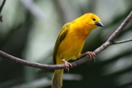 黄色观赏鹦鹉图片