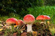 飞木耳红蘑菇图片