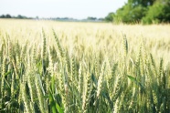 农田绿色小麦图片