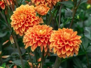橙色大丽花鲜花图片