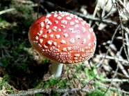 飞木耳野生红蘑菇图片