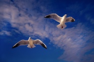 天空海鸥飞翔图片