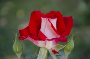 美丽红玫瑰图片