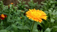 盛开灿烂黄菊花图片