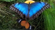 蓝色蝴蝶高清图片