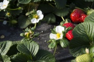 田园草莓图片