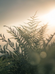 非主流蕨类植物摄影图