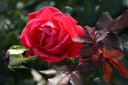 高清红玫瑰摄影图片