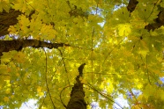 秋天树木黄叶鸟瞰图片