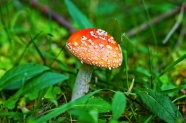 鹅膏菌菇摄影图片