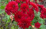鲜红菊花图片