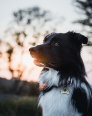 边境柯利牧羊犬图片