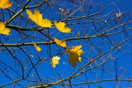 蓝天下秋天枝叶图片