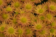 黄菊花花朵背景图片