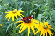 蝴蝶花朵摄影图片